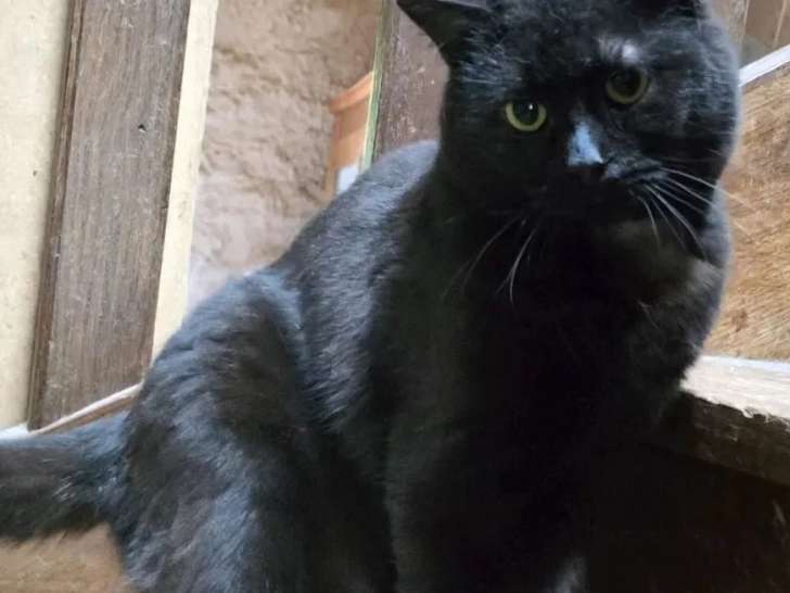 À accueillir : chat noir d'un an