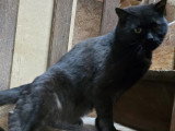 À accueillir : chat noir d'un an