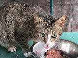 Adoption disponible : chat gris et blanc de 5 ans