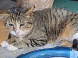 Adoption disponible : chat gris et blanc de 5 ans