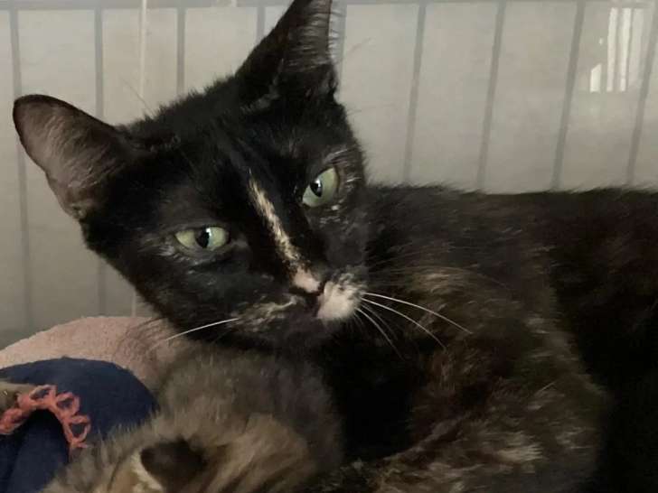 À la recherche d'une famille : chatte noire et feu d’un an