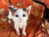 En attente d'adoption : chaton femelle marron et blanc de 2 mois