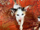 En attente d'adoption : chaton femelle marron et blanc de 2 mois