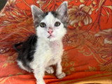Prêt pour l'adoption : chaton mâle de 2 mois