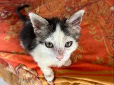 Prêt pour l'adoption : chaton mâle de 2 mois