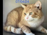 À adopter : chat roux et blanc de 2 ans