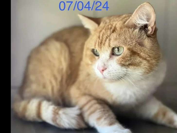 À adopter : chat roux et blanc de 2 ans