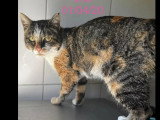 En attente d'un foyer : chatte au pelage écaille de tortue de 6 ans