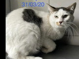 À accueillir : chat tigré et blanc de 6 ans