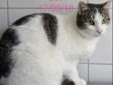 En quête d'un foyer : chatte tigrée et blanche de 7 ans