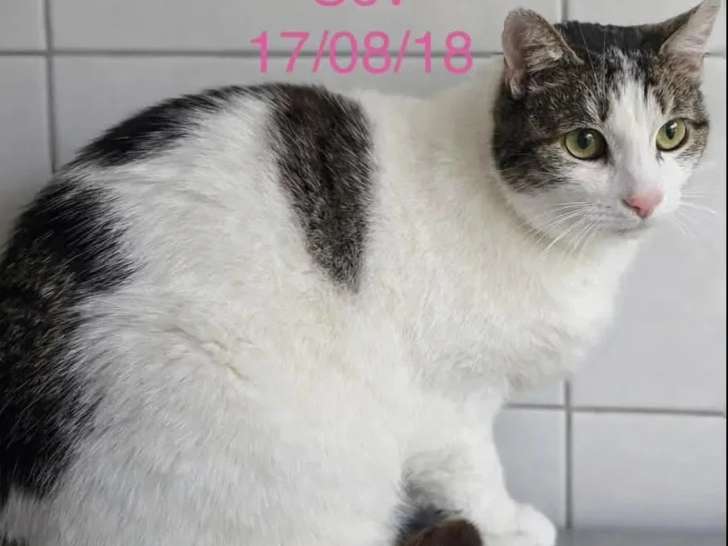 En quête d'un foyer : chatte tigrée et blanche de 7 ans