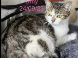 Adoption disponible : chatte tigrée et blanche de 2 ans