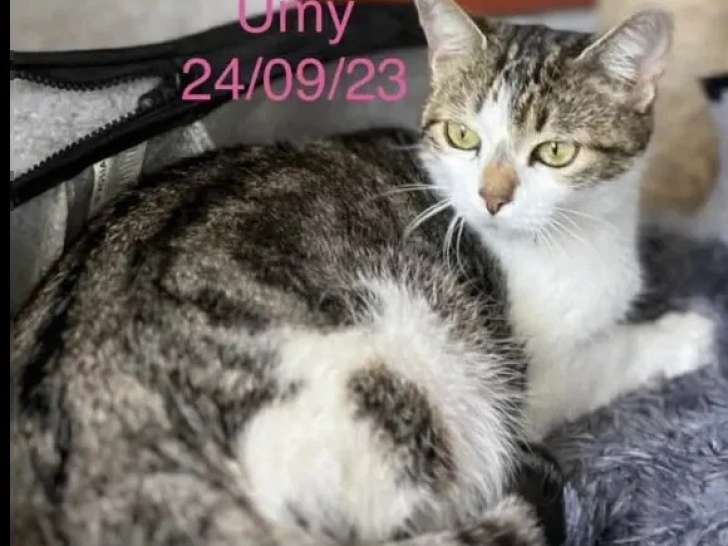 Adoption disponible : chatte tigrée et blanche de 2 ans