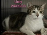 Adoption disponible : chatte tigrée et blanche de 2 ans