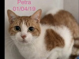 À adopter : chatte au pelage roux et blanc de 7 ans