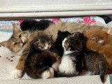 Chatons Sibériens LOOF à vendre