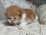 Chatons Sibériens LOOF à vendre