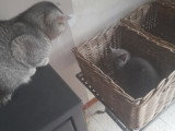 Magnifique mâle British Shorthair à vendre