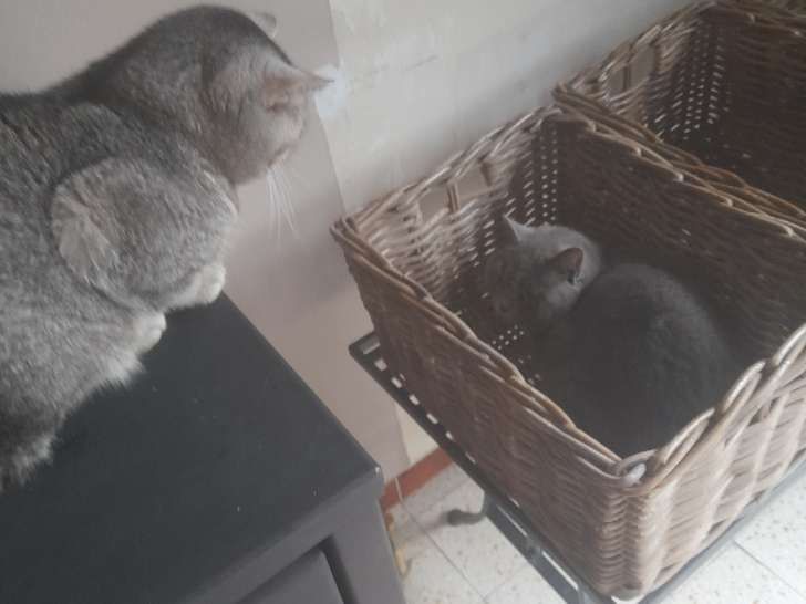 Magnifique mâle British Shorthair à vendre