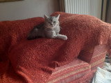 Magnifique mâle British Shorthair à vendre