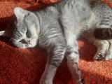 Magnifique mâle British Shorthair à vendre