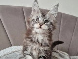 Chaton Maine Coon mâle inscrit au LOOF à réserver
