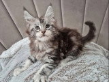 Chaton Maine Coon mâle inscrit au LOOF à réserver