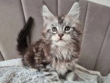Chaton Maine Coon mâle inscrit au LOOF à réserver