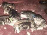 Chatons Sibériens à réserver