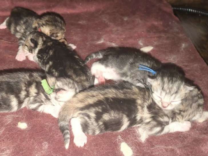 Chatons Sibériens à réserver