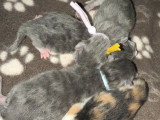 Chatons Sibériens à réserver