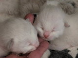 2 Chatons Sibériens névamasquerade à réserver