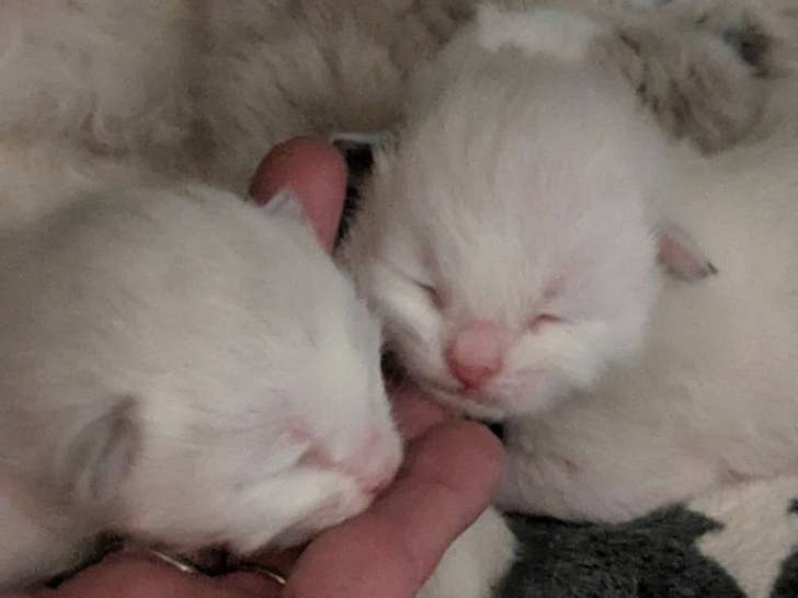 2 Chatons Sibériens névamasquerade à réserver