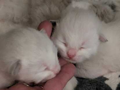 2 Chatons Sibériens névamasquerade à réserver