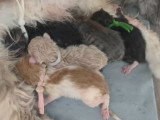 Chatons Sibériens névamasquerade  et classiques à réserver