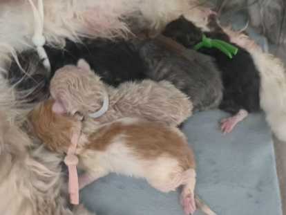 Chatons Sibériens névamasquerade  et classiques à réserver