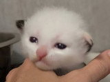 Chatons Sibériens névamasquerade  et classiques à réserver