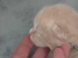 Chatons Sibériens névamasquerade  et classiques à réserver