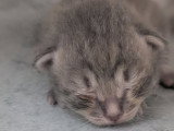 Chatons Sibériens névamasquerade  et classiques à réserver