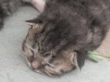 Chatons Sibériens névamasquerade  et classiques à réserver