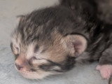 Chatons Sibériens névamasquerade  et classiques à réserver