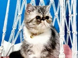 Exotic Shorthair mâle LOOF saillie blue silver tabby porteur colourpoint
