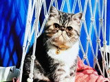 Exotic Shorthair mâle LOOF saillie blue silver tabby porteur colourpoint