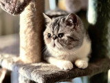 Exotic Shorthair mâle LOOF saillie blue silver tabby porteur colourpoint