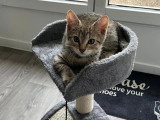 En attente d'un foyer : chaton mâle tigré de 2 mois