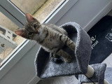 En attente d'un foyer : chaton mâle tigré de 2 mois