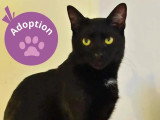 À adopter : chat noir d'un an