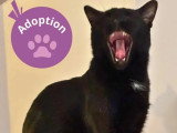 À adopter : chat noir d'un an