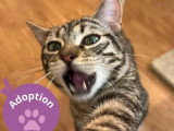 En quête d'un foyer : chaton mâle tigré de 8 mois