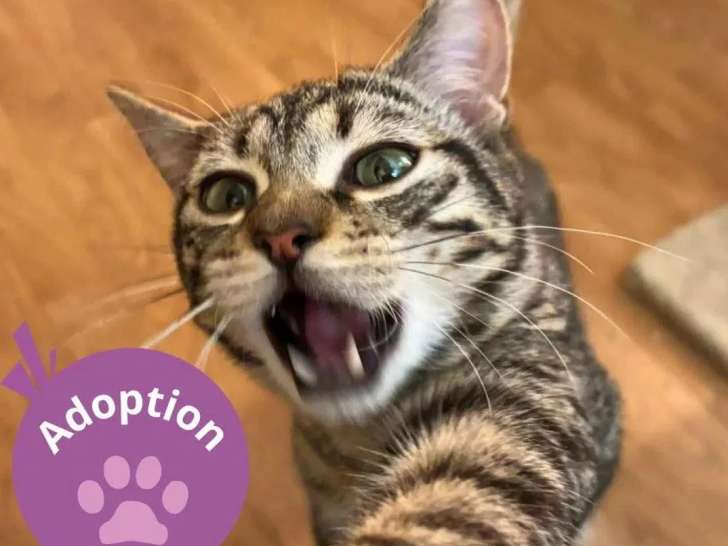 En quête d'un foyer : chaton mâle tigré de 8 mois